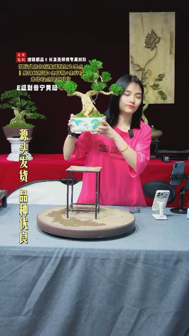 【闪购商品】黄杨盆景黄杨盆景