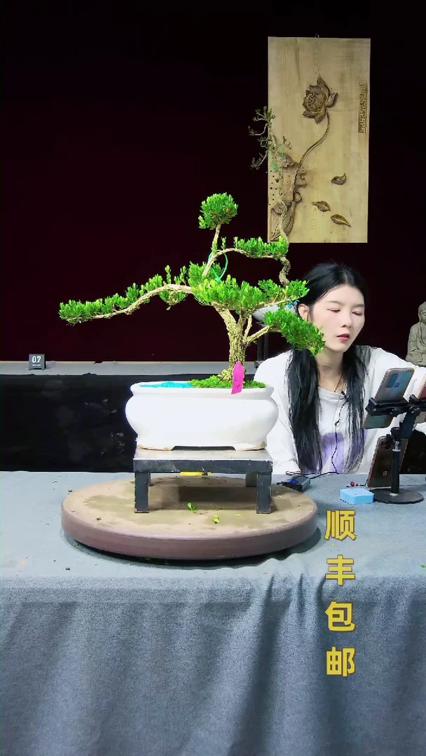 【闪购商品】黄杨盆景黄杨盆景