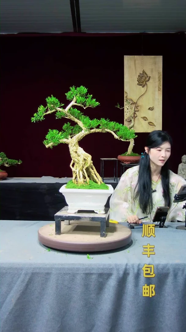 【闪购商品】黄杨盆景黄杨盆景