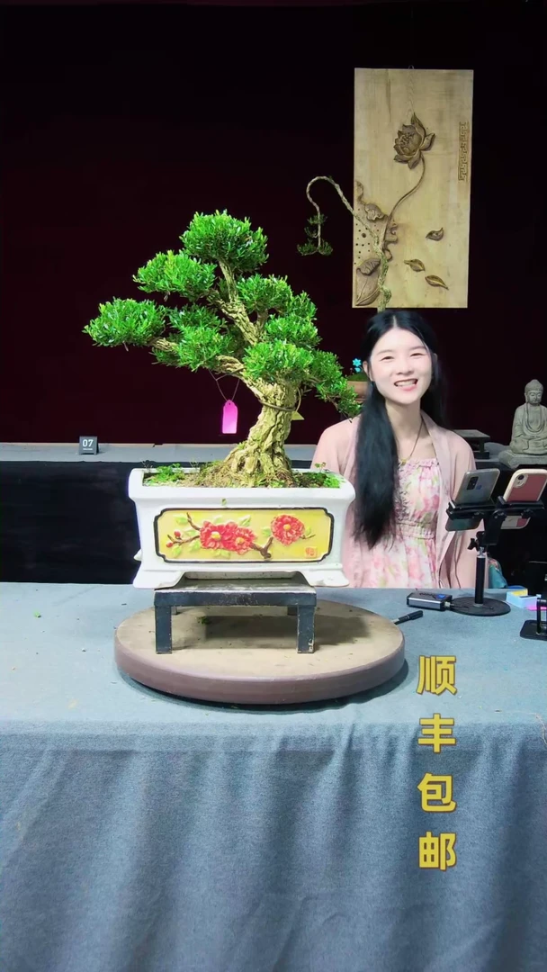 【闪购商品】黄杨盆景黄杨盆景