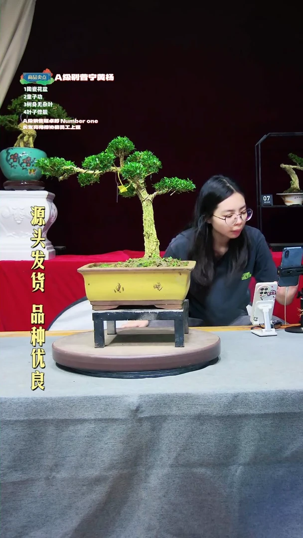 【闪购商品】黄杨盆景黄杨555