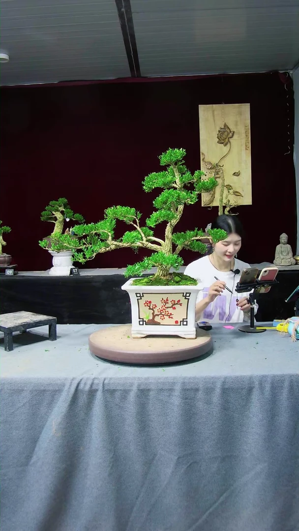 【闪购商品】黄杨盆景黄杨盆景