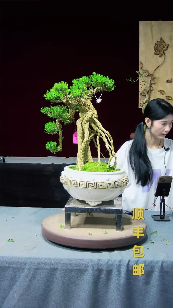 【闪购商品】黄杨盆景黄杨盆景