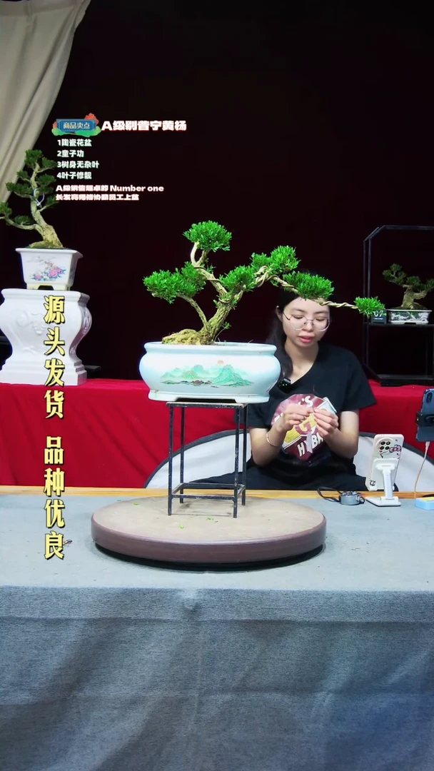 【闪购商品】黄杨盆景黄杨盆景