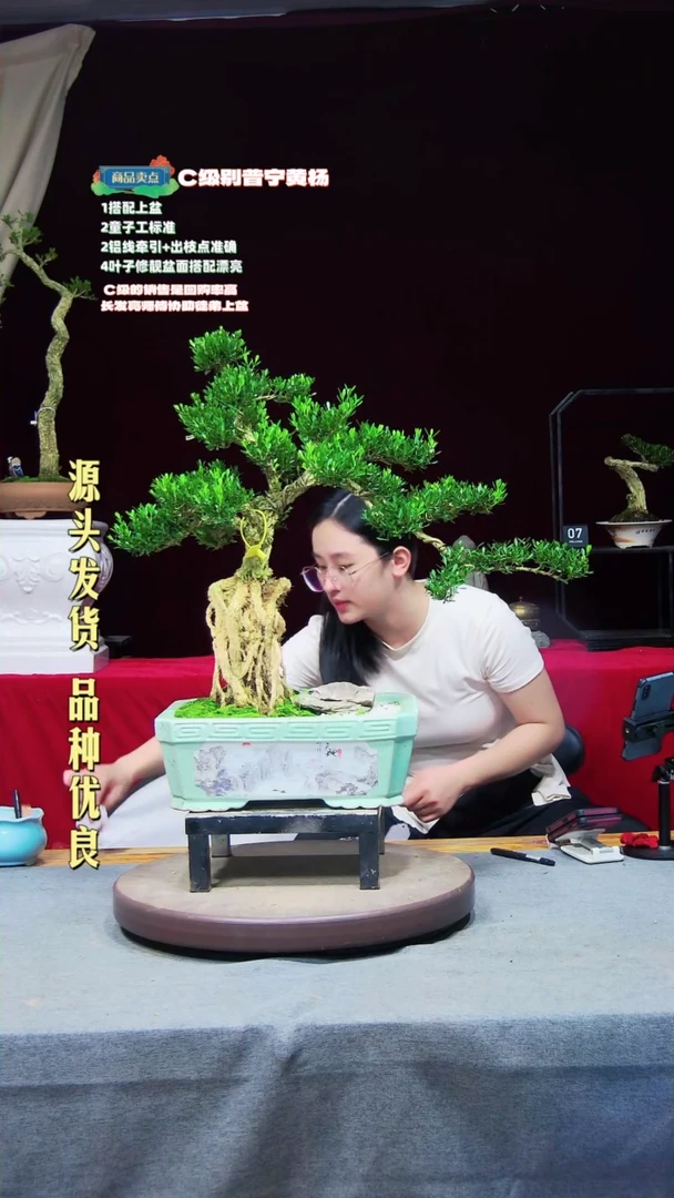 【闪购商品】黄杨盆景黄杨盆景