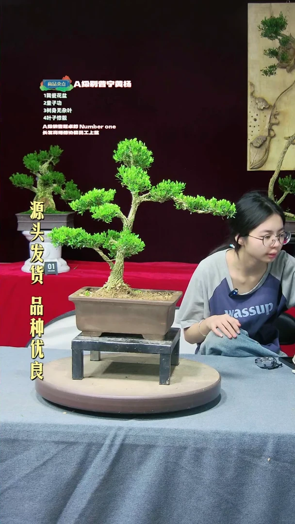 【闪购商品】黄杨盆景高端黄杨盆景