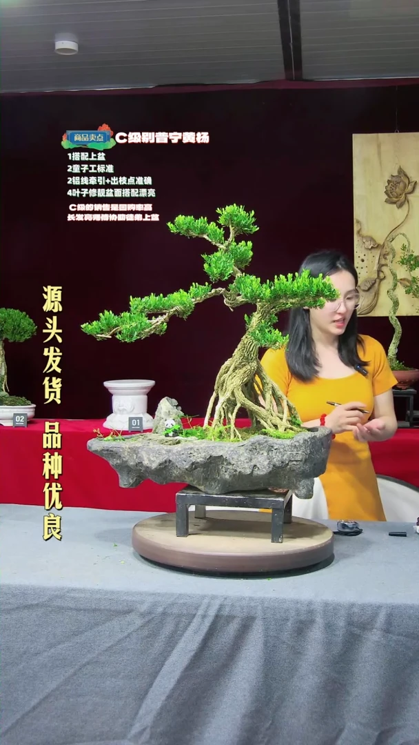 【闪购商品】黄杨盆景黄杨盆景
