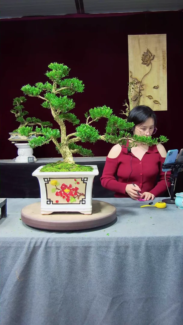 【闪购商品】黄杨盆景黄杨盆景