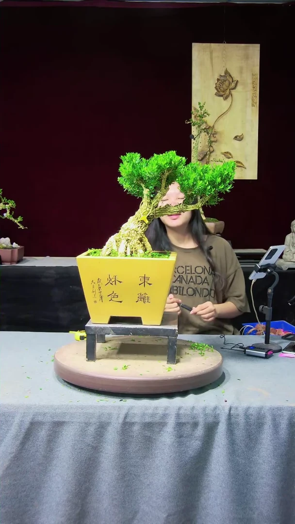 【闪购商品】黄杨盆景黄杨盆景