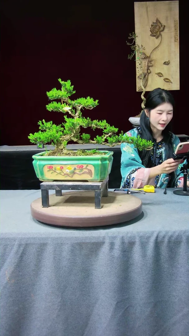 【闪购商品】黄杨盆景黄杨盆景