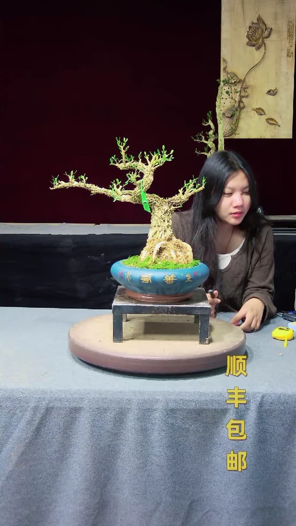 【闪购商品】黄杨盆景高端黄杨盆景