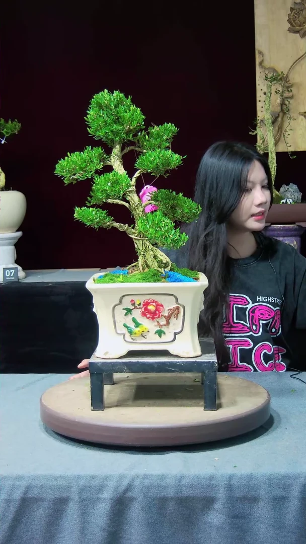 【闪购商品】黄杨盆景黄杨盆景