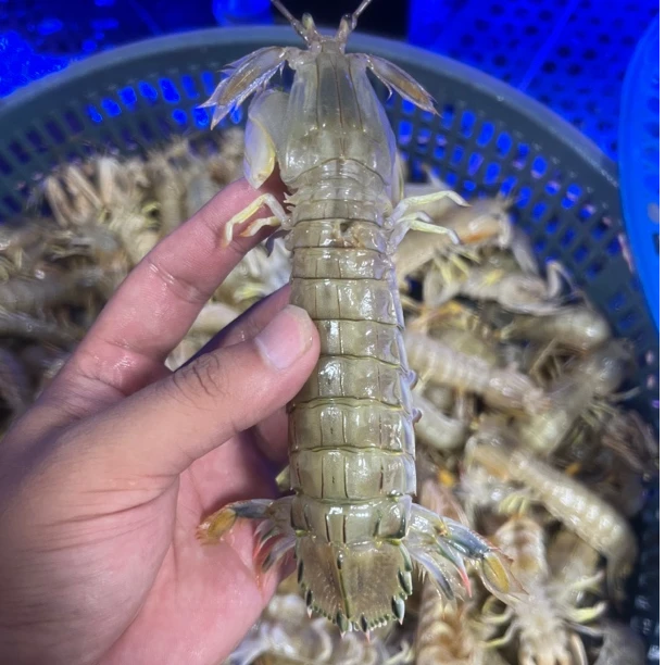 【磊哥推荐】鲜活皮皮虾3斤48-54只包鲜不包活 江浙充氧活发