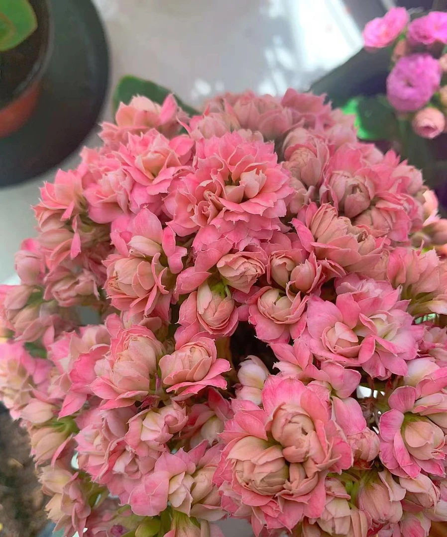 超级明星大花长寿花