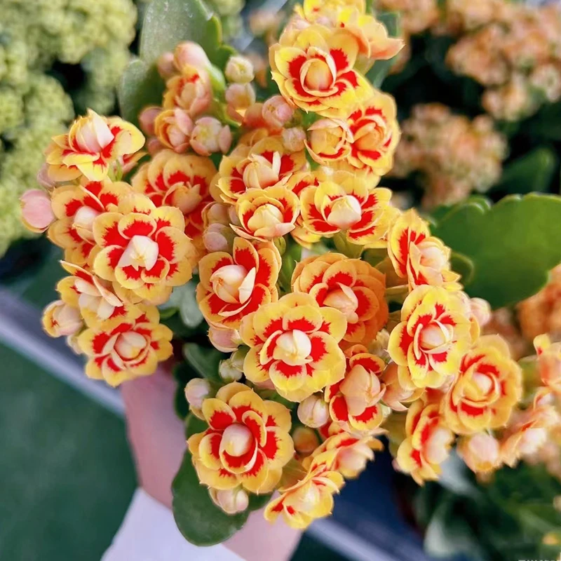 洛桑长寿花盆栽重瓣花苞室美