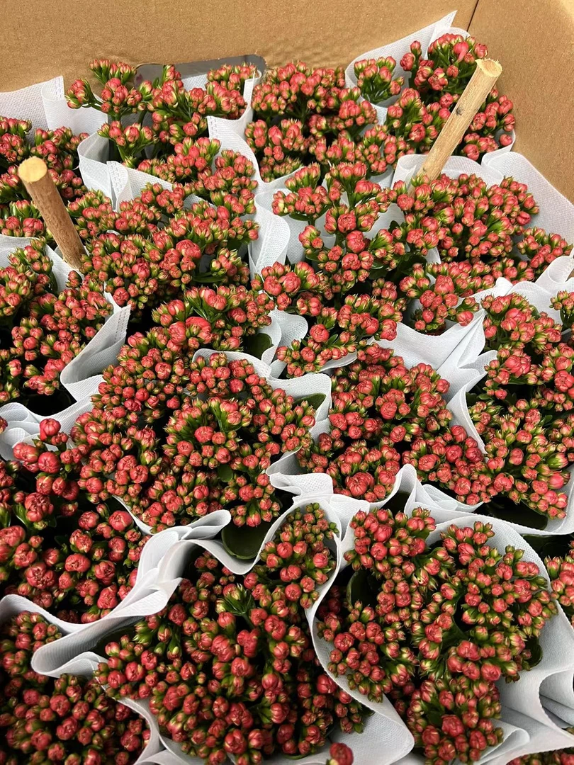 无品牌 凤舞九天 长寿花室内盆栽