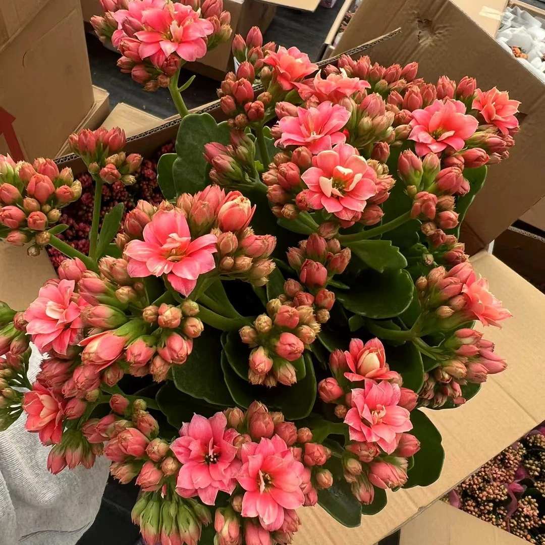 花仙子长寿花 室内盆栽