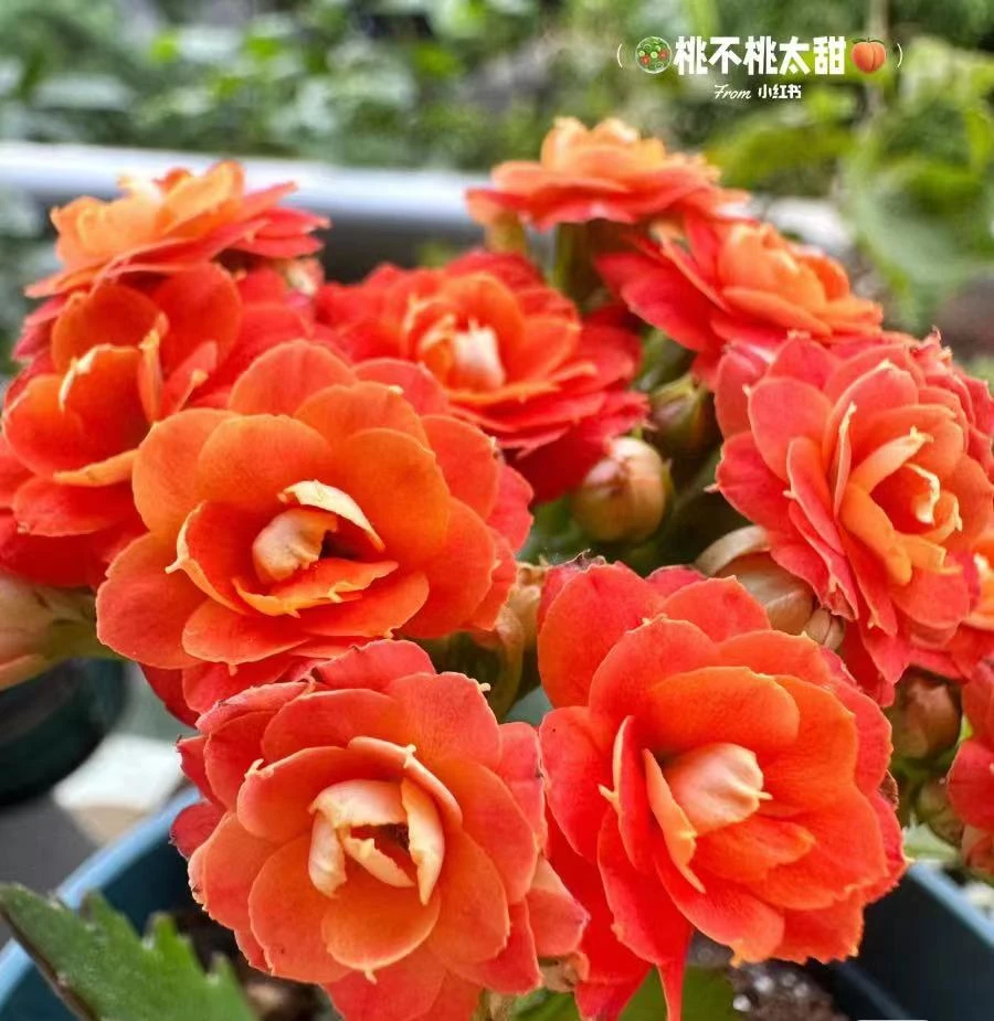 比心 长寿花 室内盆栽 110盆