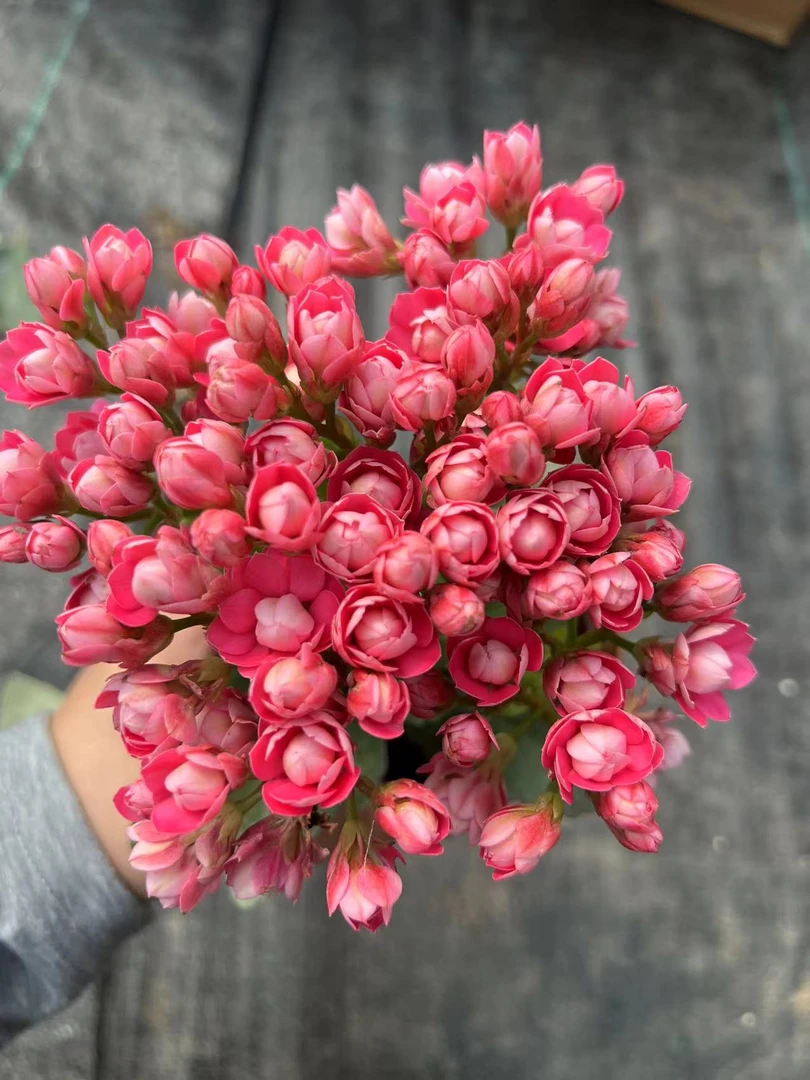 【天娇】~稀有品种 大花苞