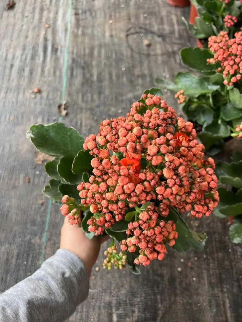 【22-9】~稀有品种 大花苞鲜活