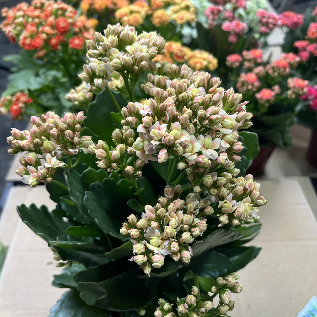 美炸天~长寿花盆栽重瓣带花苞室内客厅易活懒人（以实际到货为准）