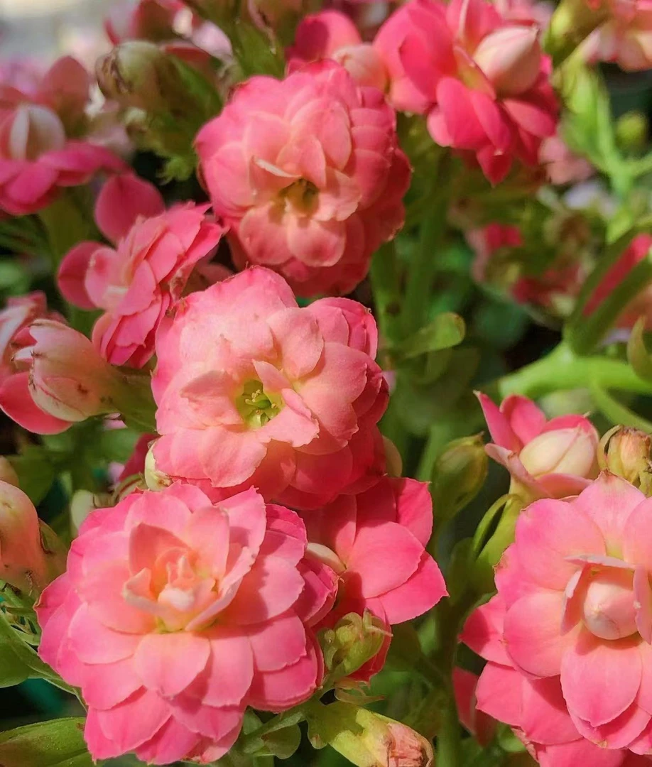 无品牌樱桃长寿花 室内盆栽