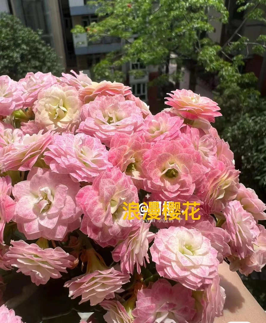 浪漫樱花~长寿花室内盆栽