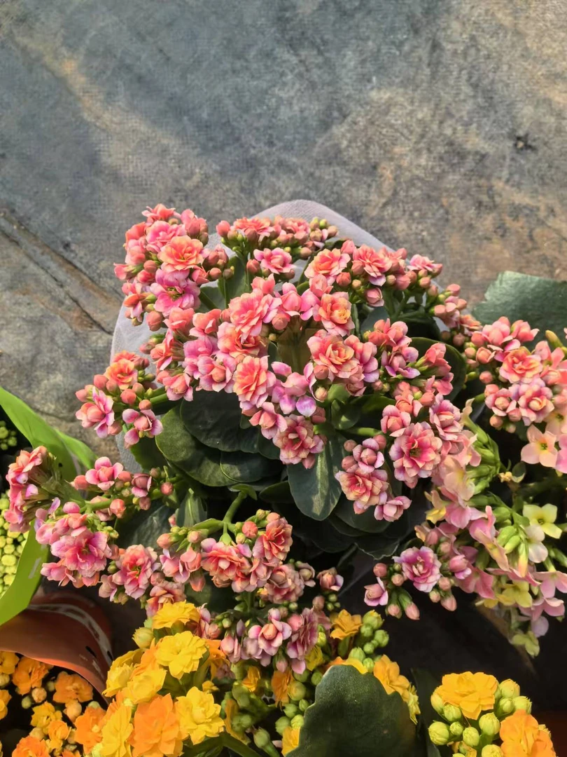 【孔雀130大盆】~稀有品种 大花苞