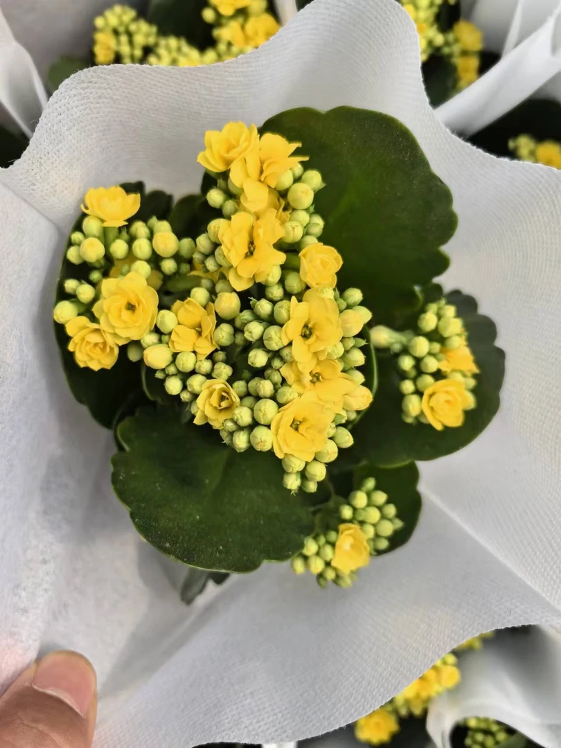 【奶酪】~稀有品种 大花苞