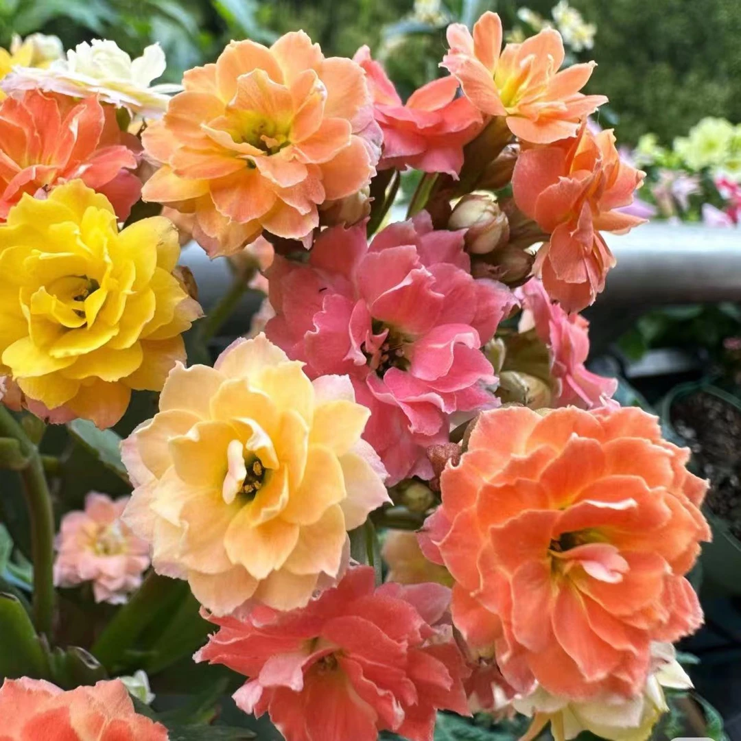 【七彩毛绒二代】~稀有品种 大花苞