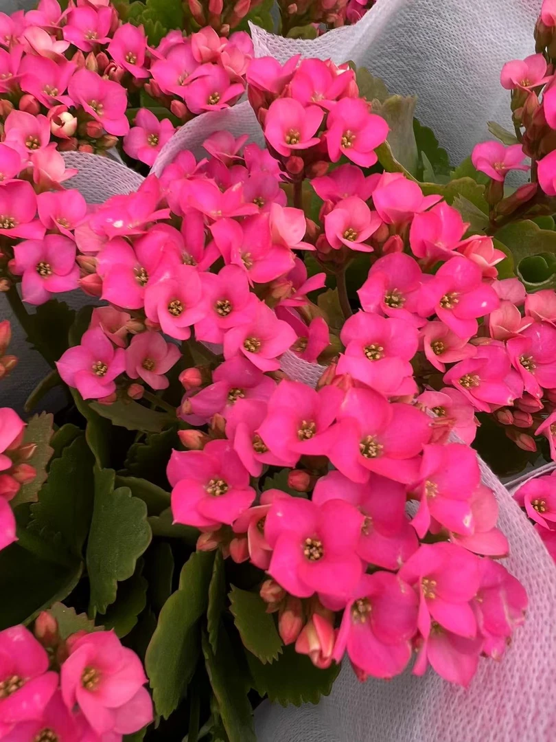 无品牌无品牌 欧时力长寿.花室内盆栽