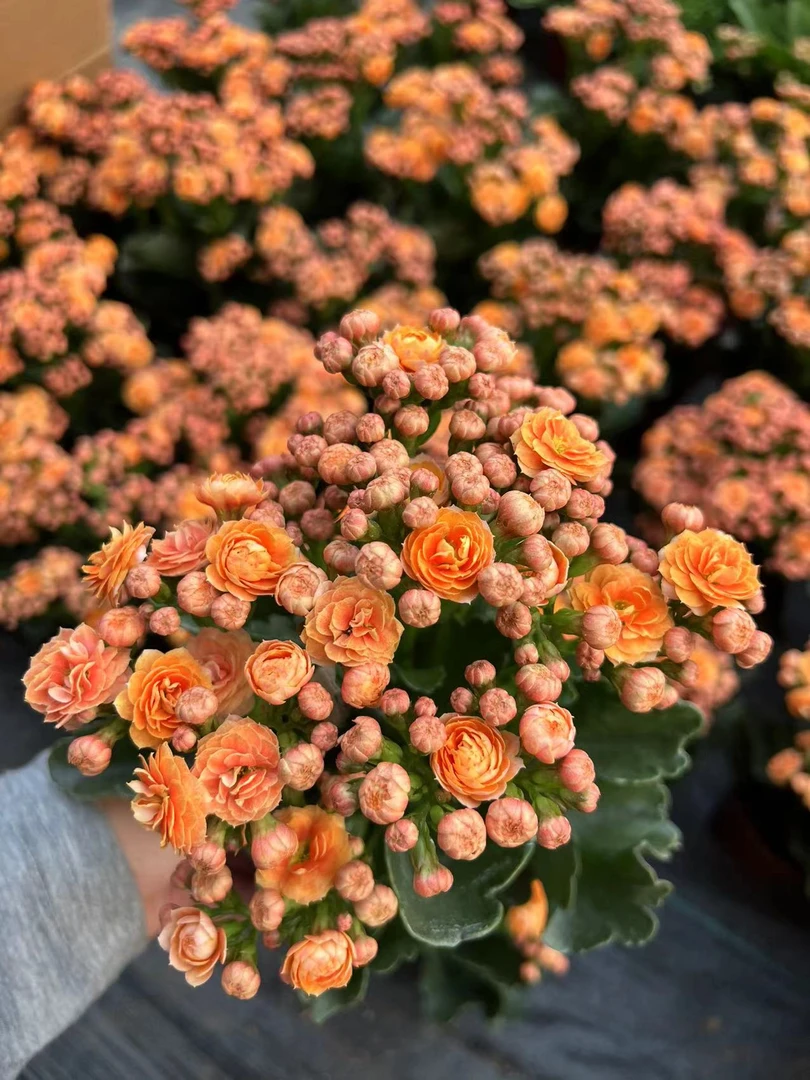【羞花】~稀有品种 大花苞鲜活