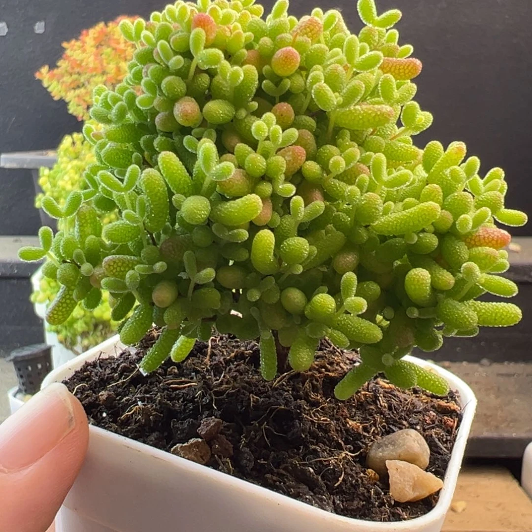 蜜橘糖球枝干番杏