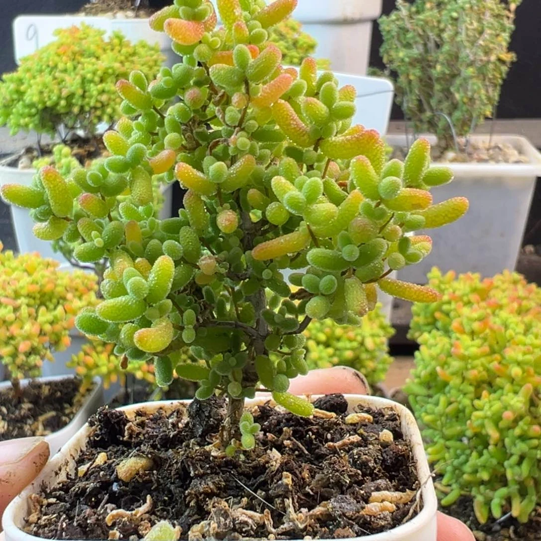 蜜橘糖球枝干番杏