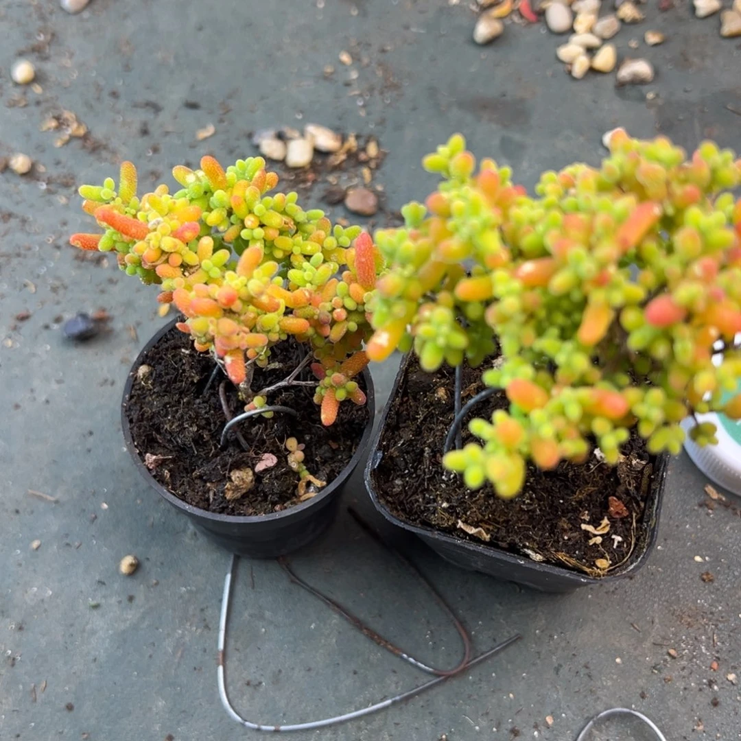 蜜橘糖球枝干番杏