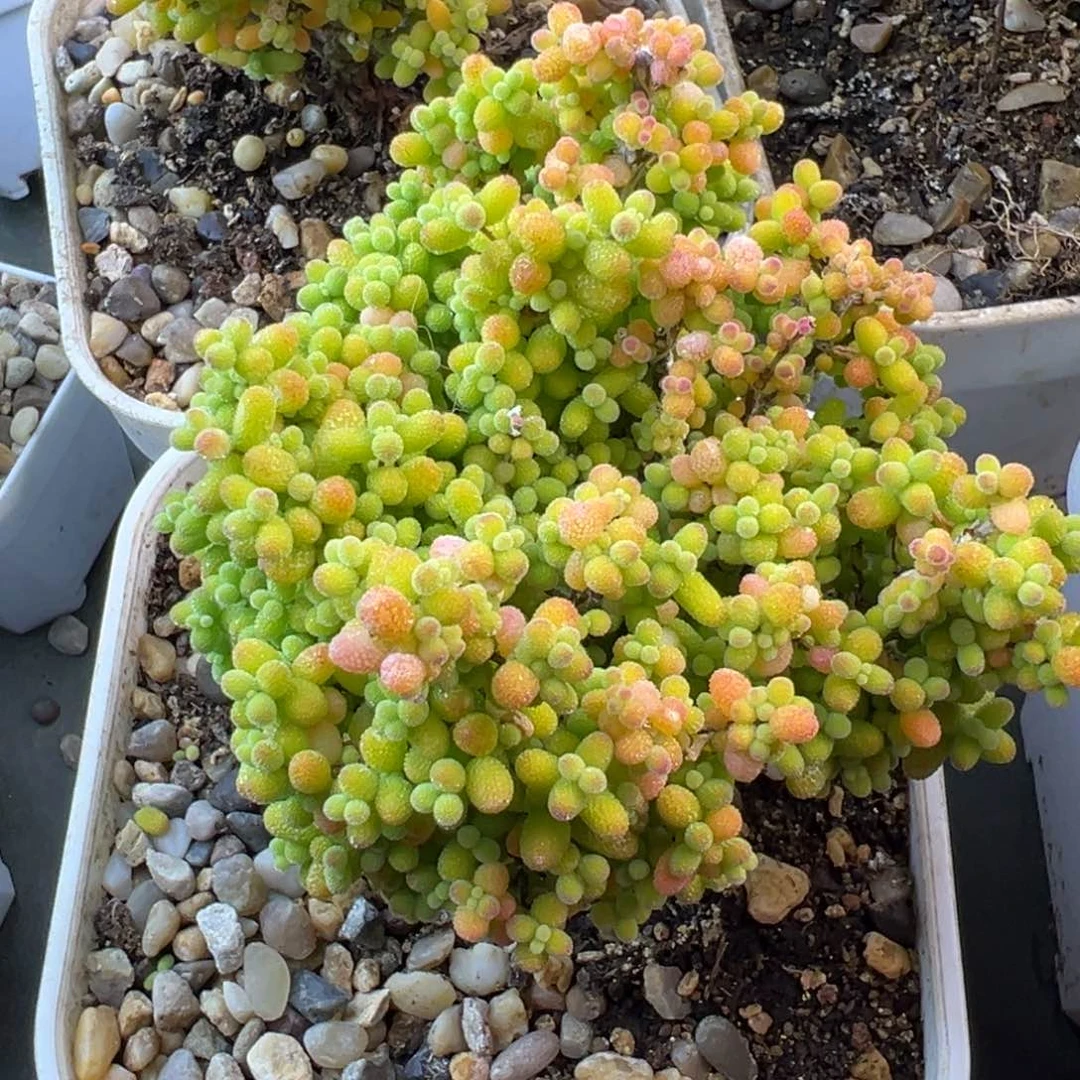 金桔糖球枝干番杏