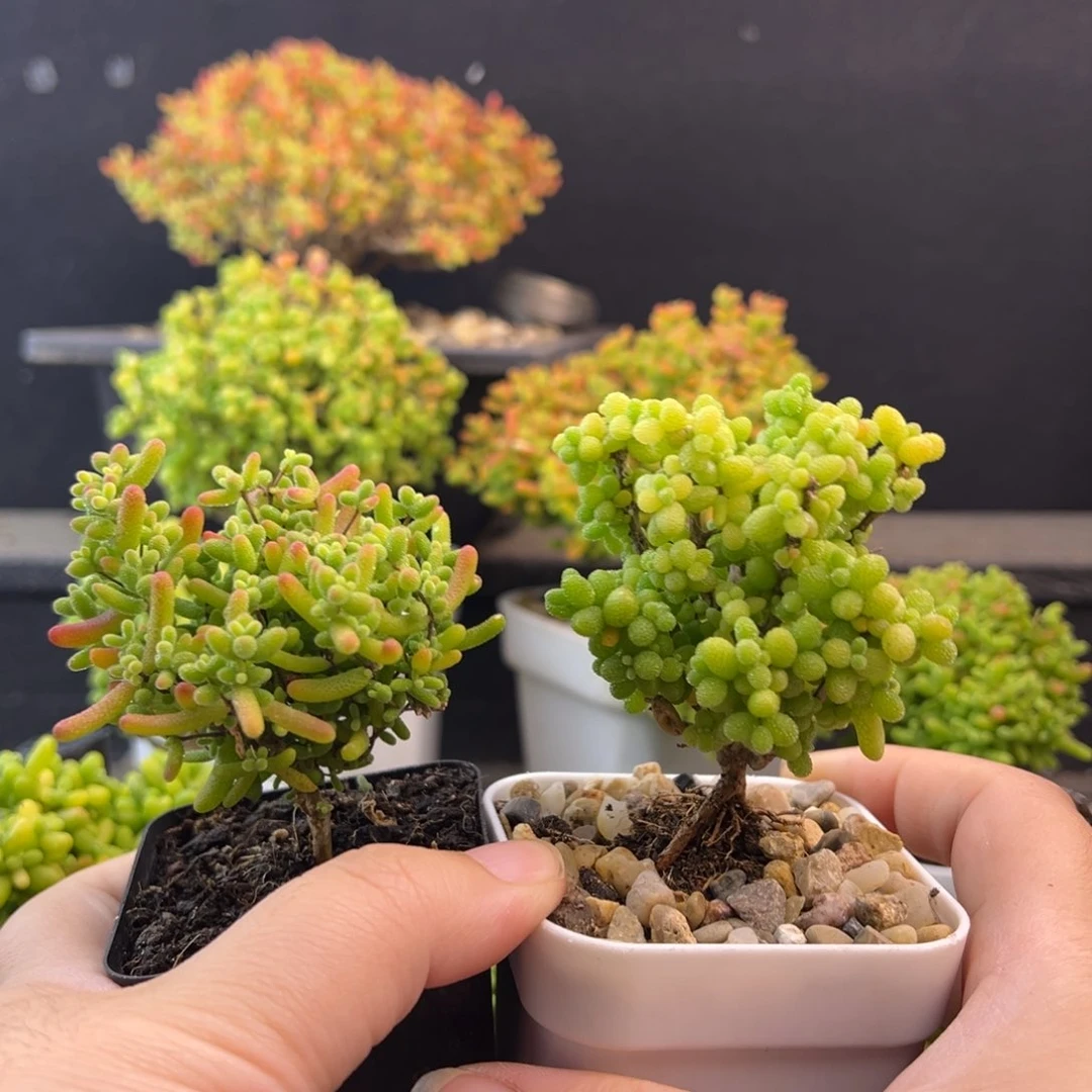 蜜橘糖球直播番杏