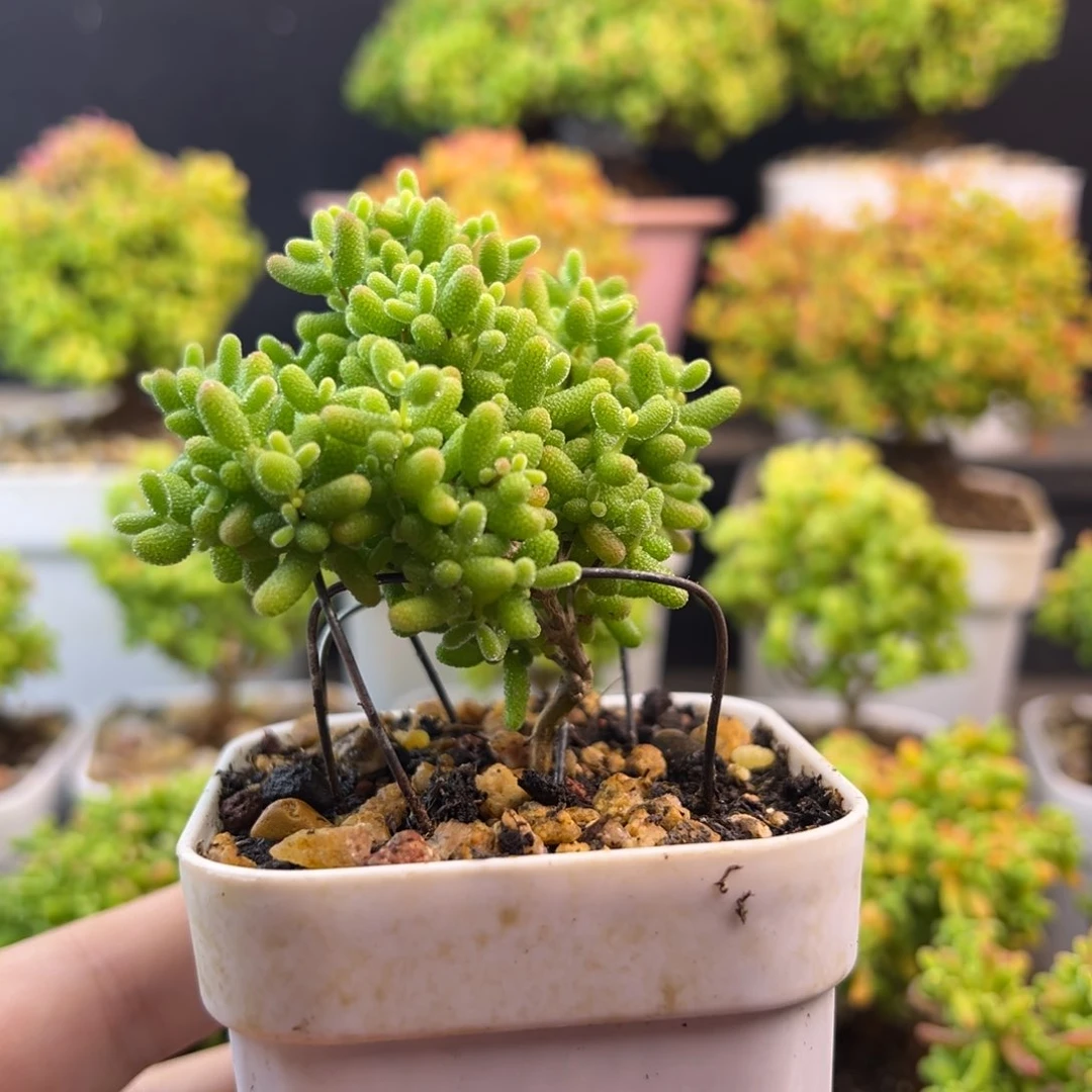 蜜橘糖球枝干番杏