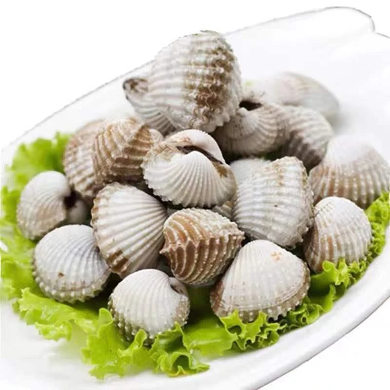 [带泥] 浙江温州乐清翁垟本地血蛤海产品包鲜活大血蛤 3斤起拍