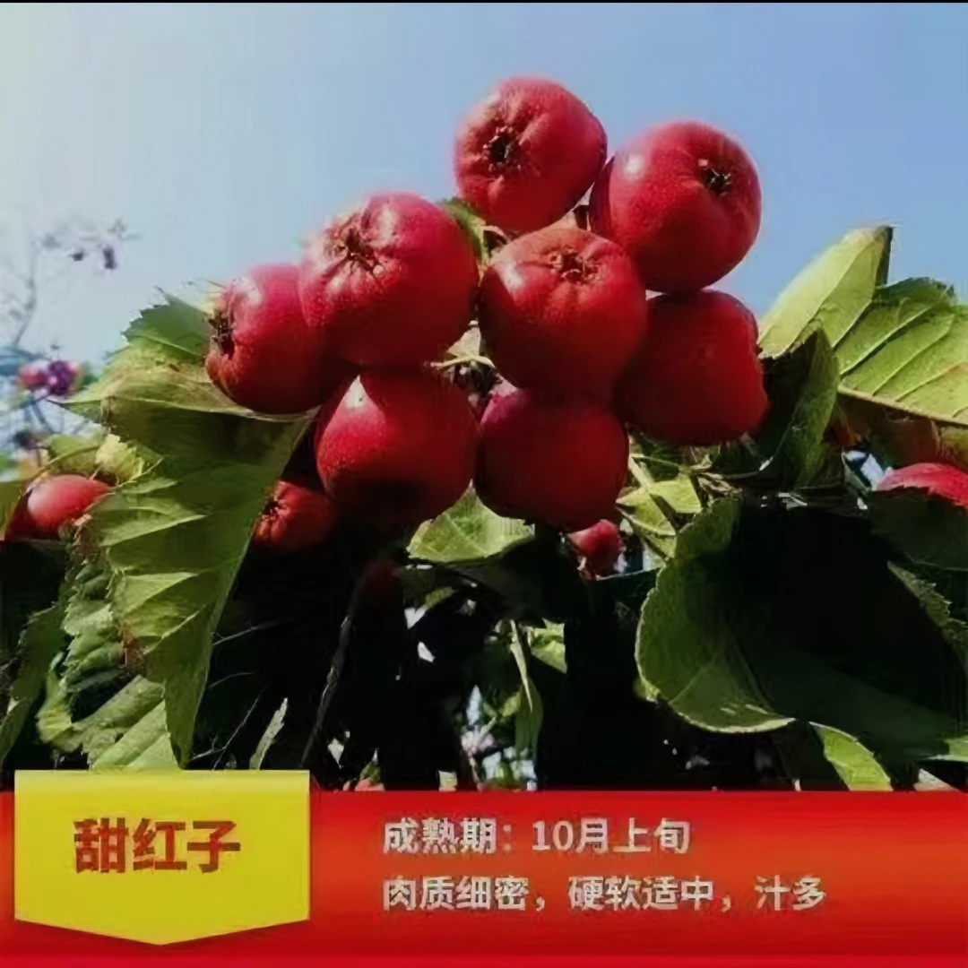 嫁接新品种山楂树苗抗寒耐热产量高