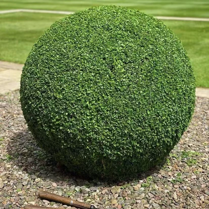 冬青先令 ilex chinensis sims耐热耐寒耐修剪四季常绿