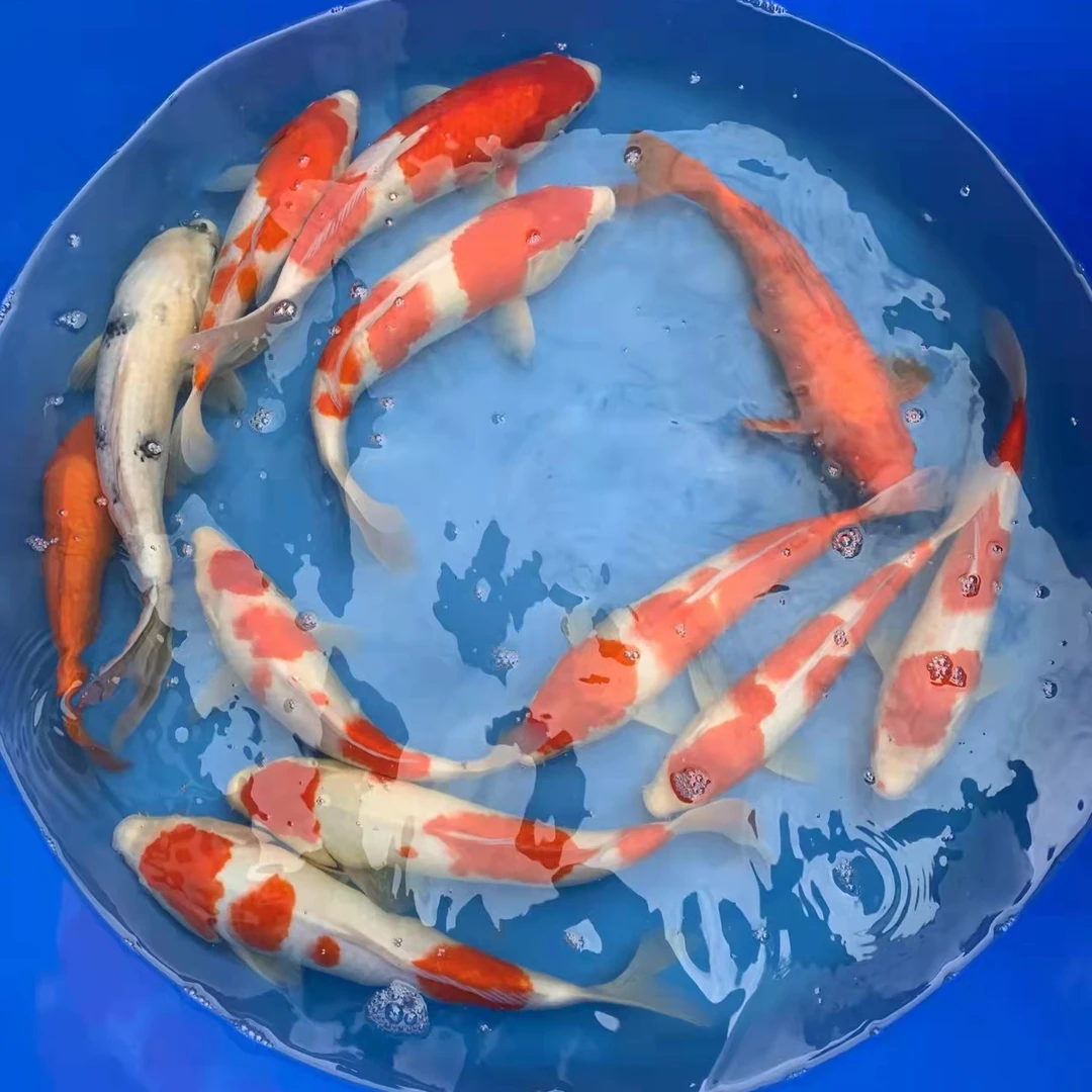 锦鲤直播专用冷水鱼观赏鱼好养耐活鱼苗精品锦鲤红白大正三色