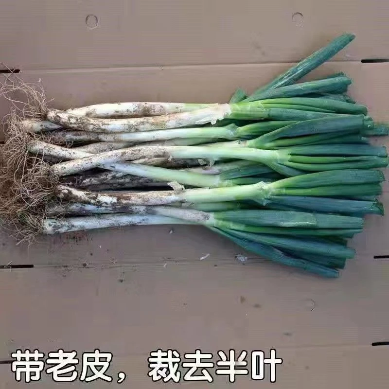 新鲜大葱河南现挖现发3-5斤包邮去半叶本地大葱非铁杆大葱