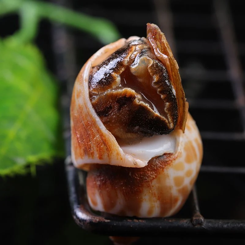 新鲜冷冻大花螺海鲜螺类香螺海螺个大无沙东风螺贝类大猫眼螺花罗