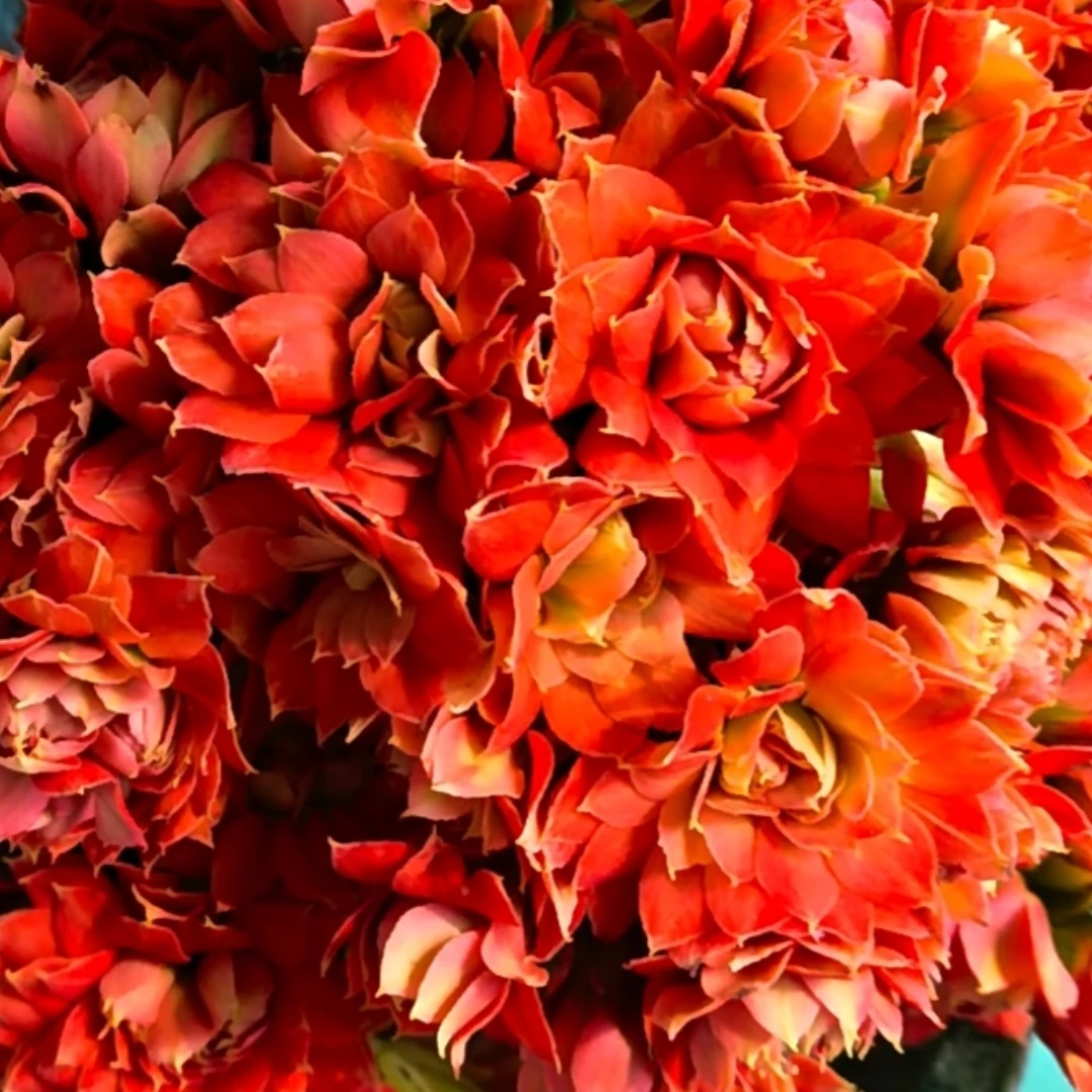 120盆【火麒麟】年宵花橘红色稀有品种爆盆基地直发精品长寿盆栽