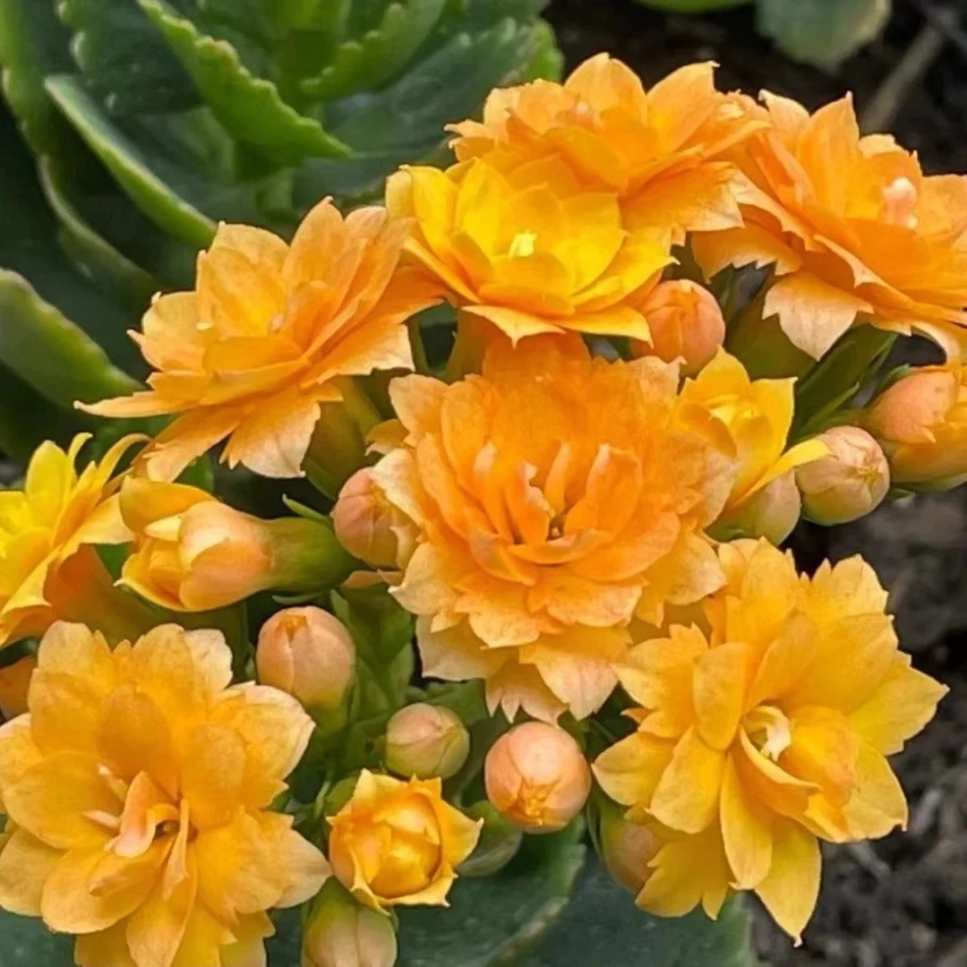 130老桩【巴伯尔】熟花苞 黄色 精品室内阳台盆栽 售后