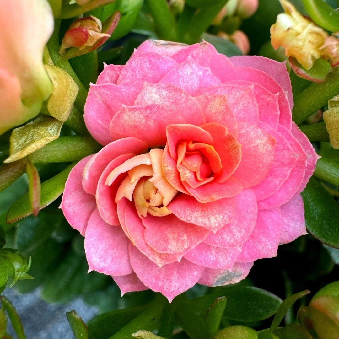 110盆【奶油香槟】年宵花稀有品种爆盆基地直发精品长寿盆栽