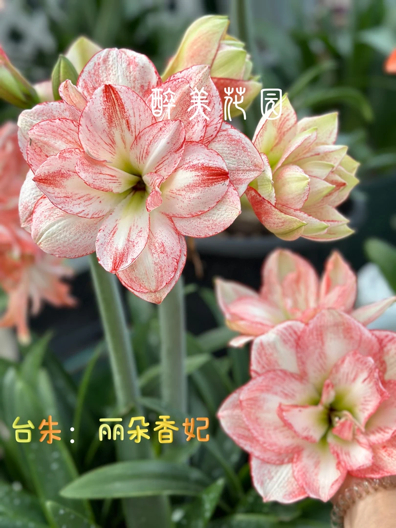 丽朵香妃朱顶红带花剑《带盆土发》，5度以下勿拍