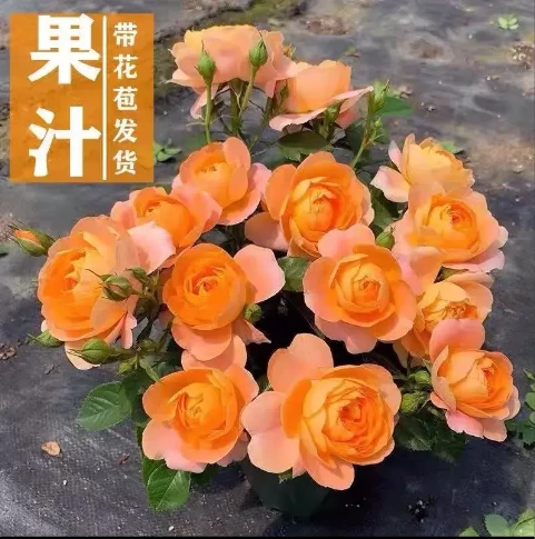 【果汁阳台】推荐！盆栽花苗四季庭院鲜花绿植带月季花带盆栽好