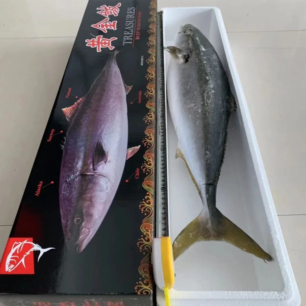 山东大个船冻无冰黄金大鲅鱼6-24斤（京东顺丰发货）